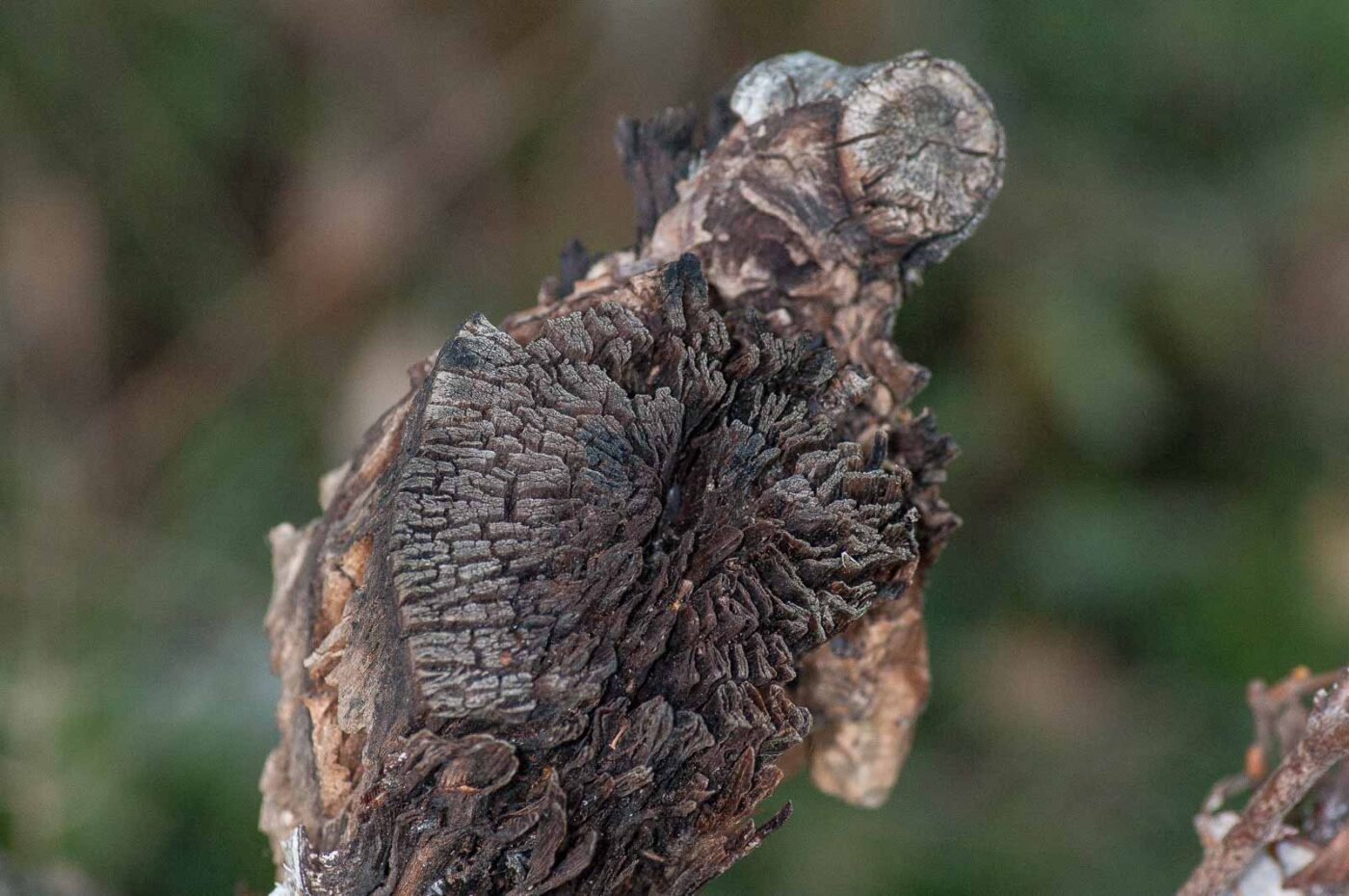 2018-11-05 - EmscherValleyWay Recklinghausen