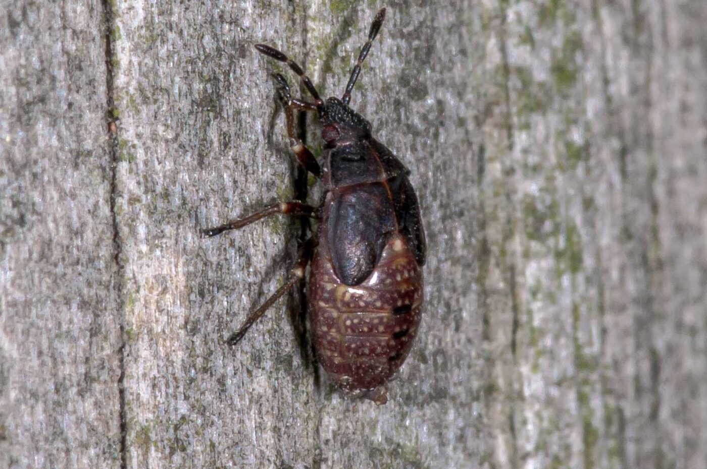 2018-11-06 - NSG Brandheide Recklinghausen