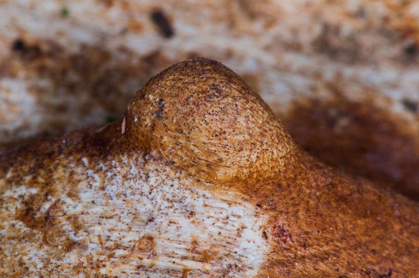 2018-11-06 - NSG Brandheide Recklinghausen