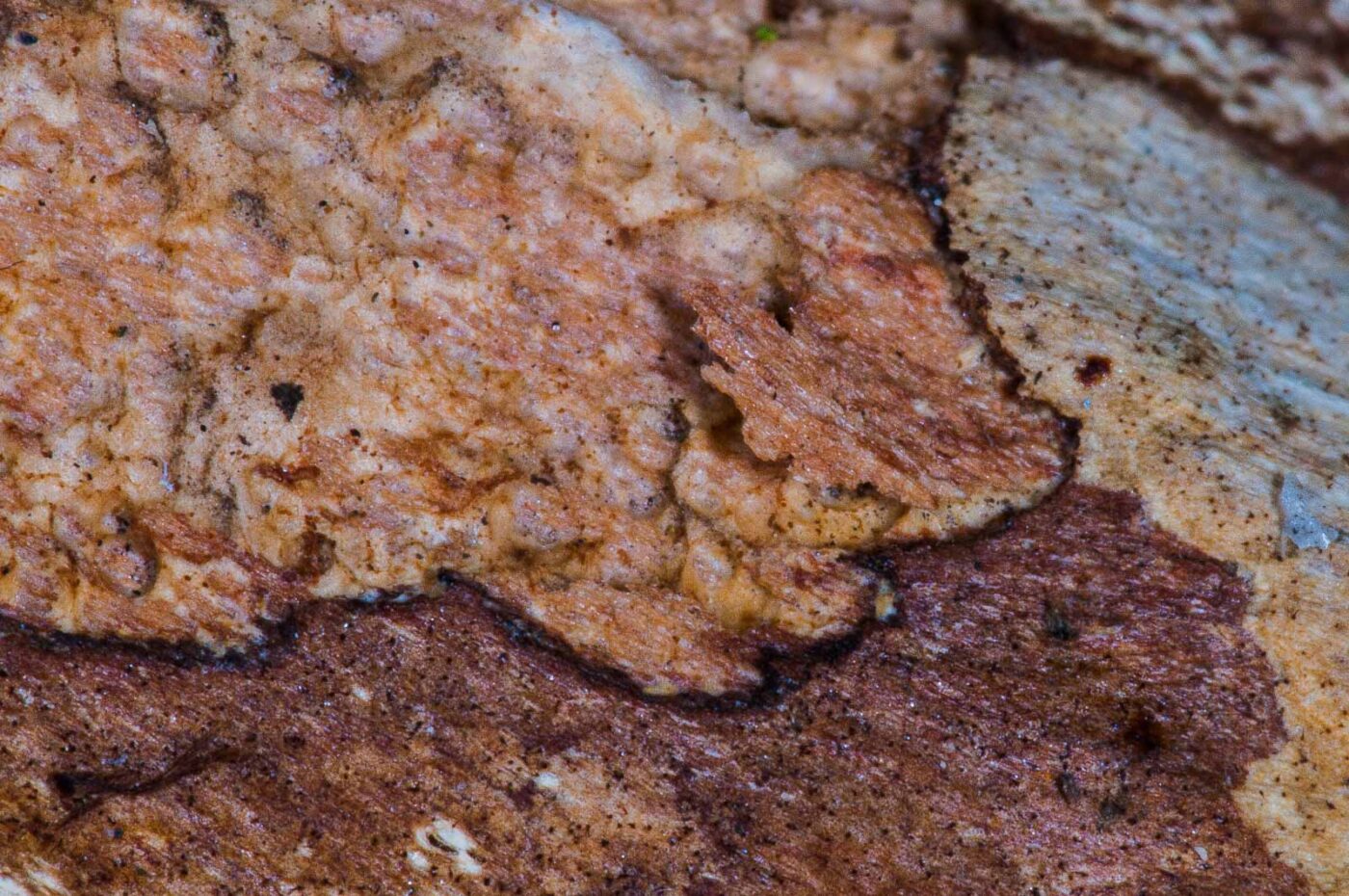 2018-11-06 - NSG Brandheide Recklinghausen