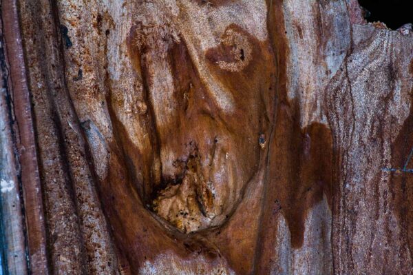 2018-11-06 - NSG Brandheide Recklinghausen