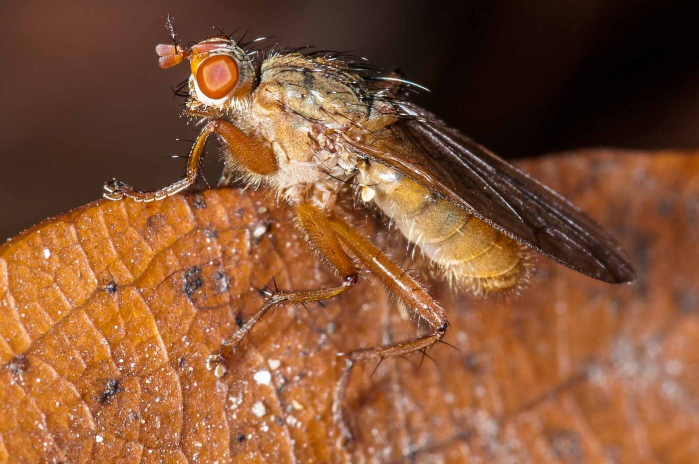 2018-11-06 - NSG Brandheide Recklinghausen