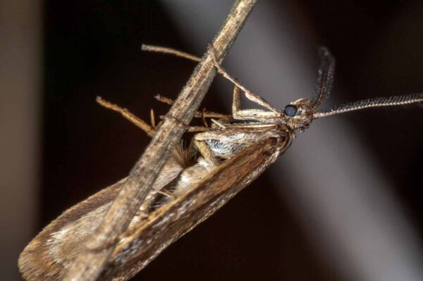 2018-11-06 - NSG Brandheide Recklinghausen