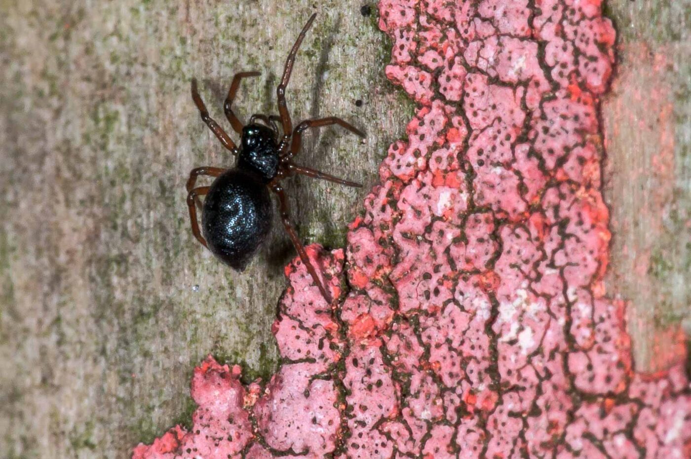 2018-11-06 - NSG Brandheide Recklinghausen