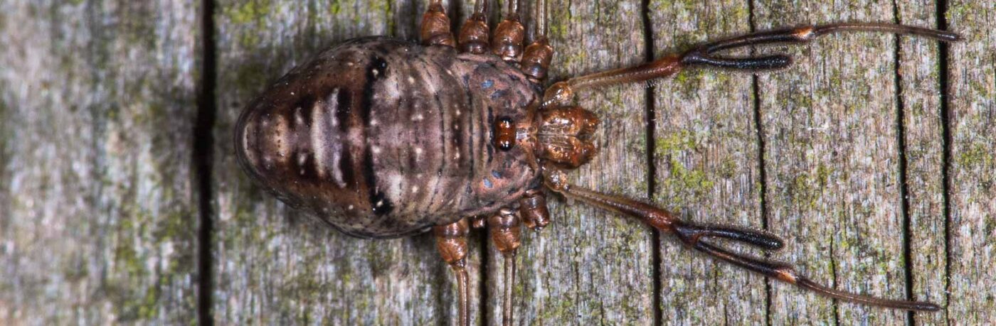 2018-11-06 - NSG Brandheide Recklinghausen