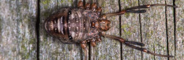 2018-11-06 - NSG Brandheide Recklinghausen