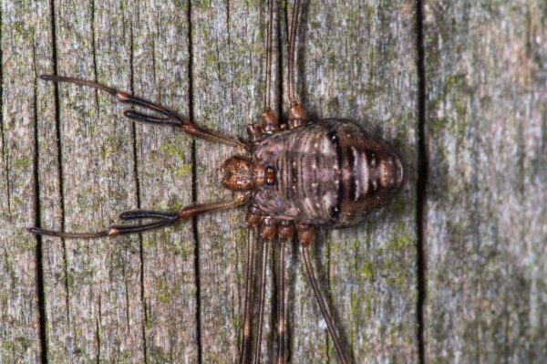 2018-11-06 - NSG Brandheide Recklinghausen