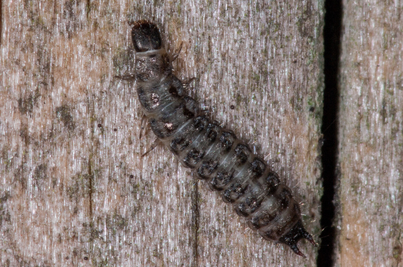 2018-11-06 - NSG Brandheide Recklinghausen