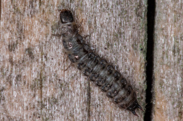 2018-11-06 - NSG Brandheide Recklinghausen