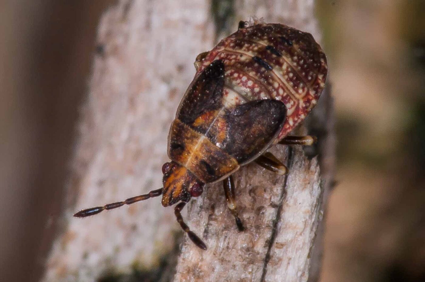 2018-11-06 - NSG Brandheide Recklinghausen