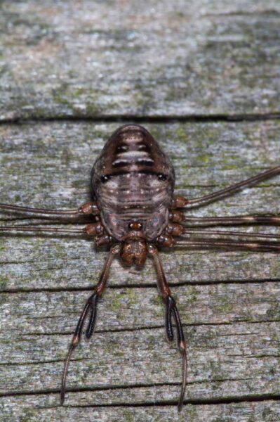 2018-11-06 - NSG Brandheide Recklinghausen