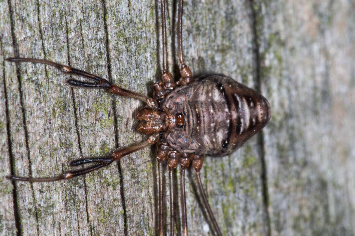 2018-11-06 - NSG Brandheide Recklinghausen