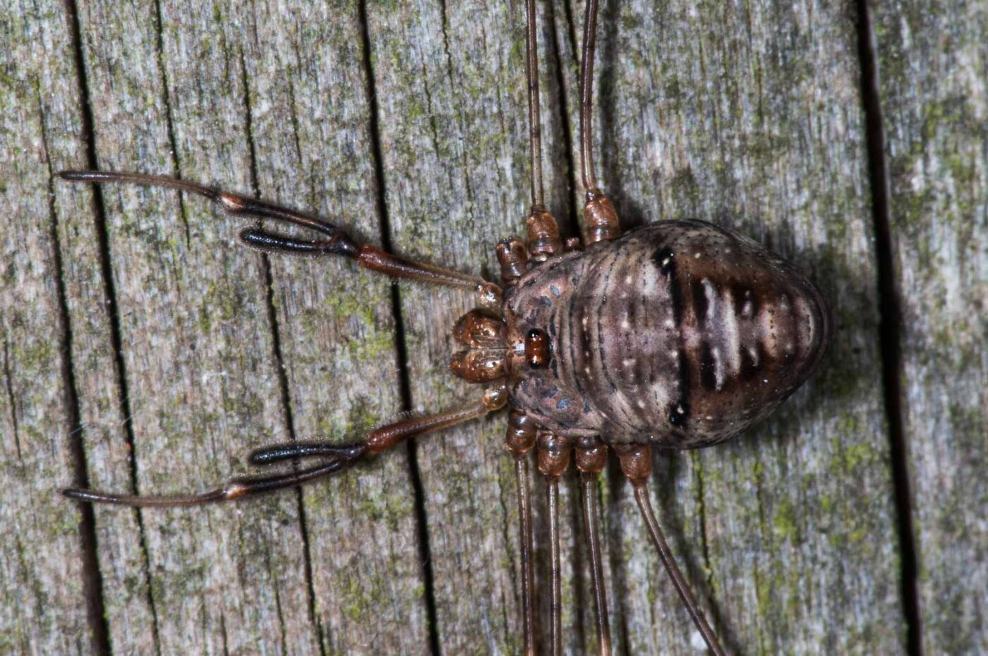 2018-11-06 - NSG Brandheide Recklinghausen