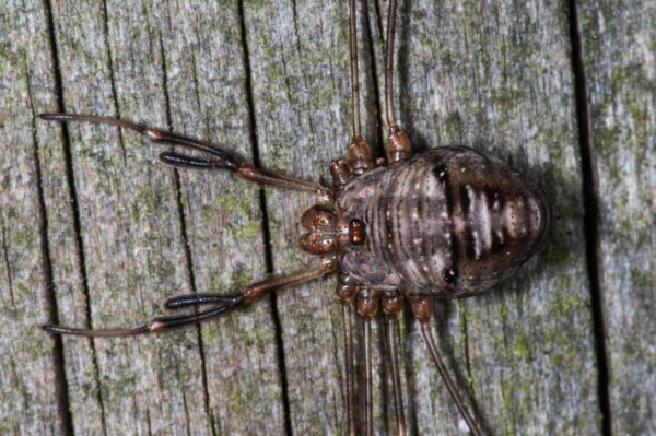 2018-11-06 - NSG Brandheide Recklinghausen