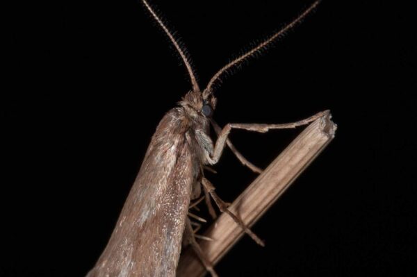 2018-11-06 - NSG Brandheide Recklinghausen