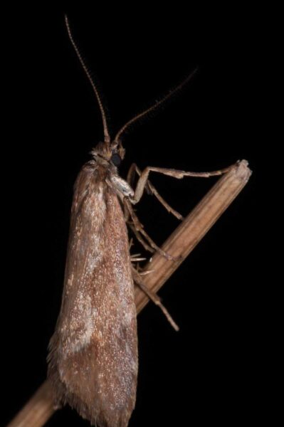 2018-11-06 - NSG Brandheide Recklinghausen