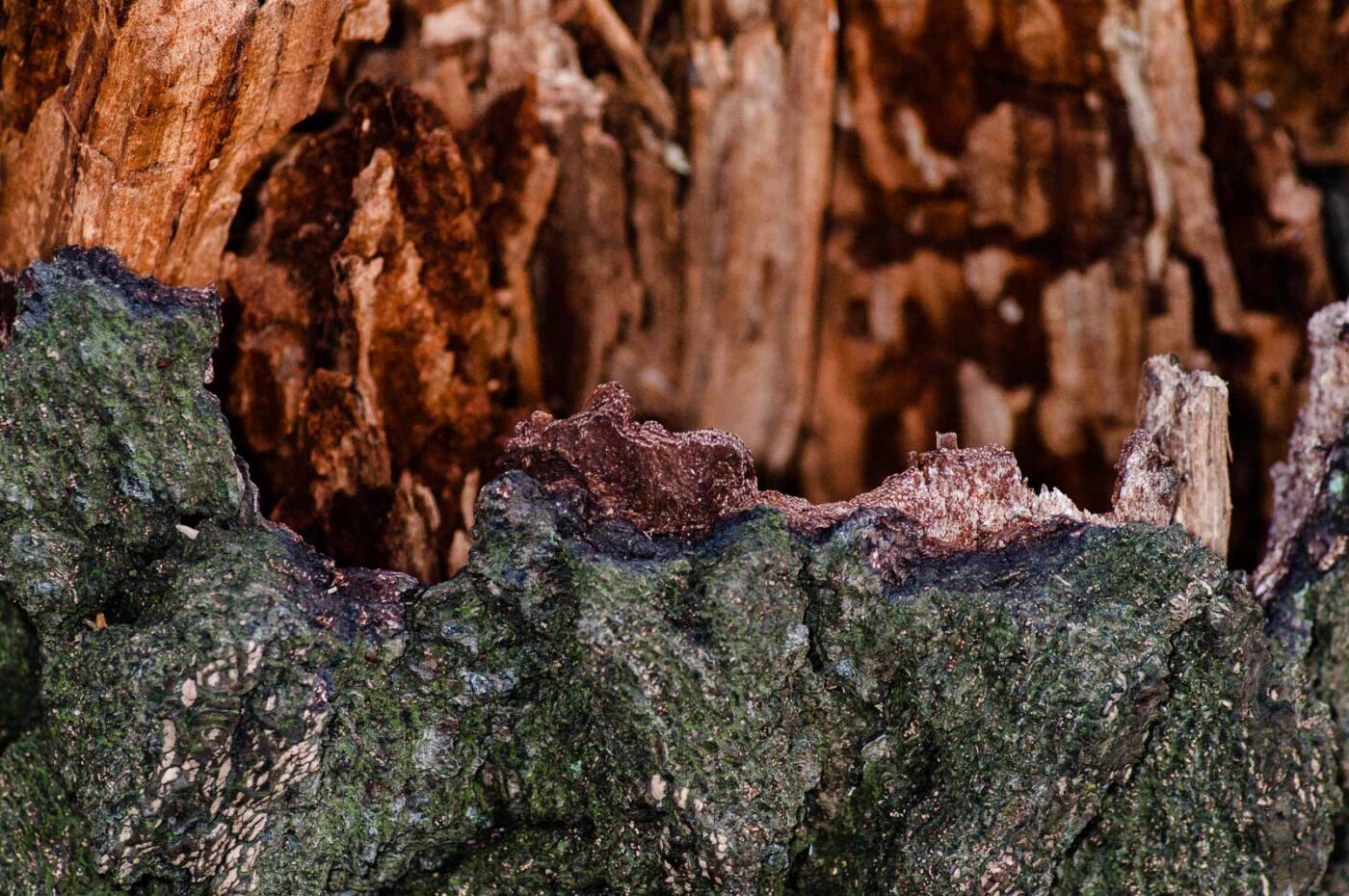 2018-11-06 - NSG Brandheide Recklinghausen