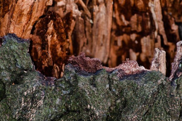 2018-11-06 - NSG Brandheide Recklinghausen