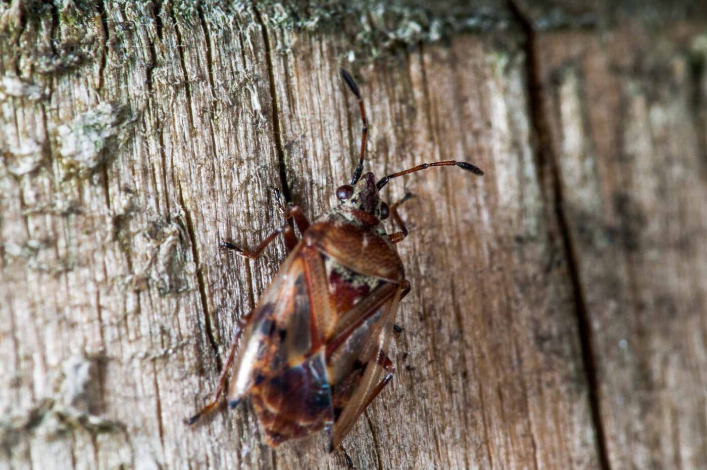 2018-11-06 - NSG Brandheide Recklinghausen