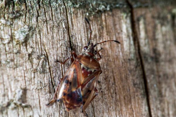 2018-11-06 - NSG Brandheide Recklinghausen