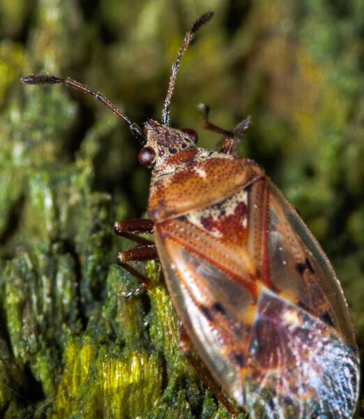 2018-11-06 - NSG Brandheide Recklinghausen