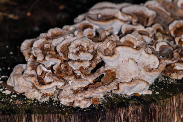 2018-11-06 - NSG Brandheide Recklinghausen