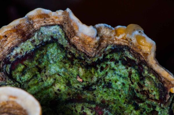 2018-11-06 - NSG Brandheide Recklinghausen