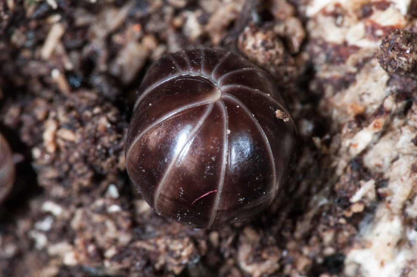 2018-11-06 - NSG Brandheide Recklinghausen