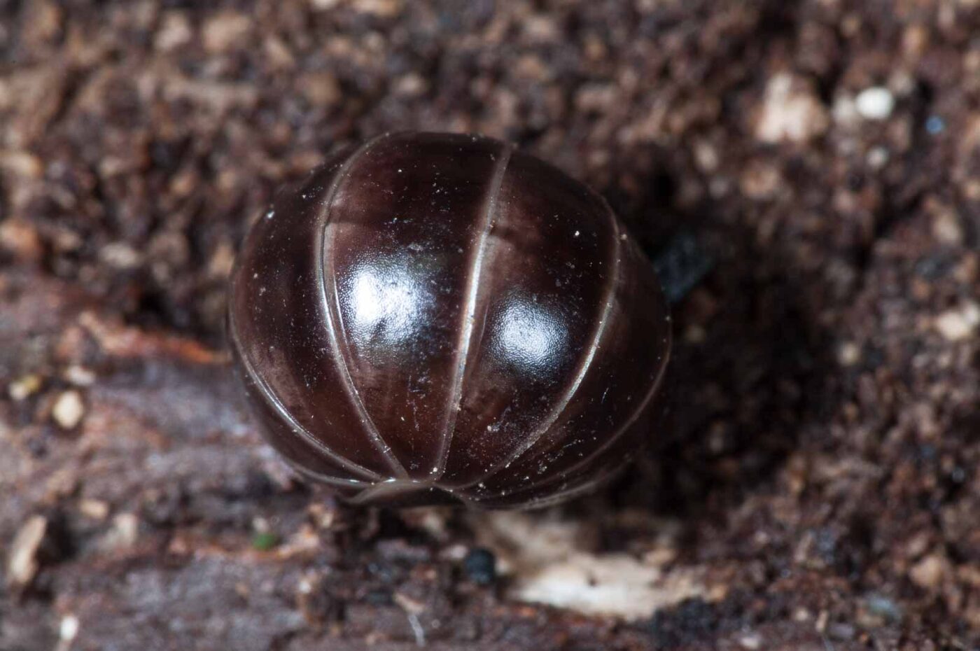 2018-11-06 - NSG Brandheide Recklinghausen