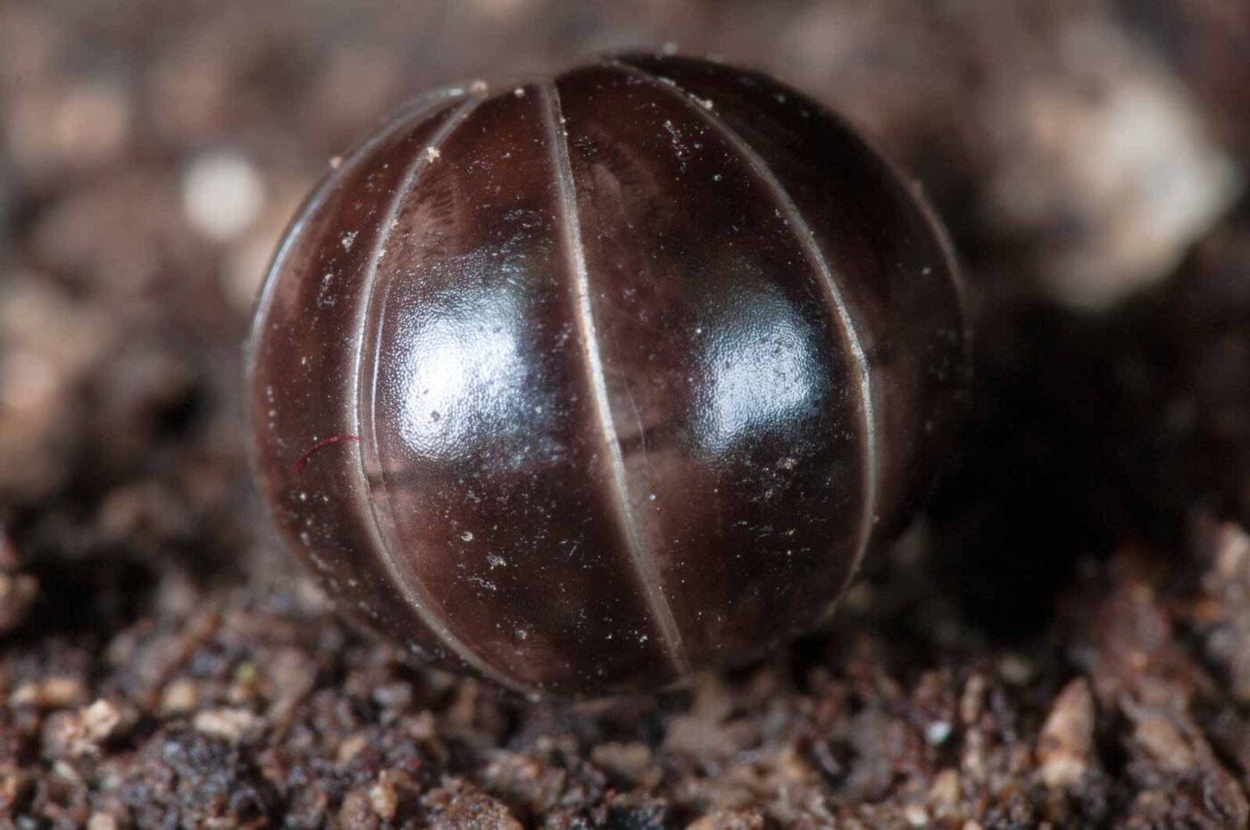 2018-11-06 - NSG Brandheide Recklinghausen