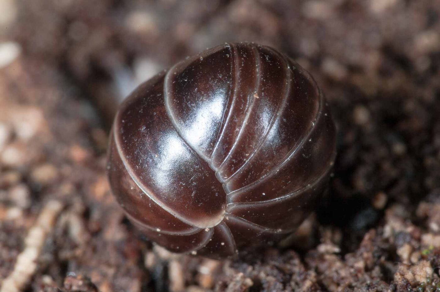 2018-11-06 - NSG Brandheide Recklinghausen