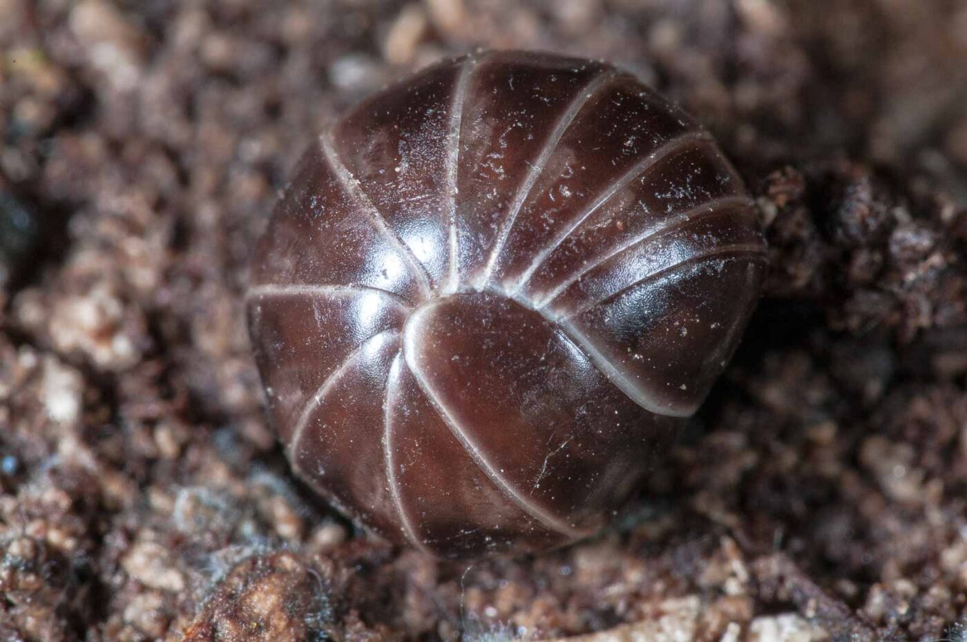 2018-11-06 - NSG Brandheide Recklinghausen