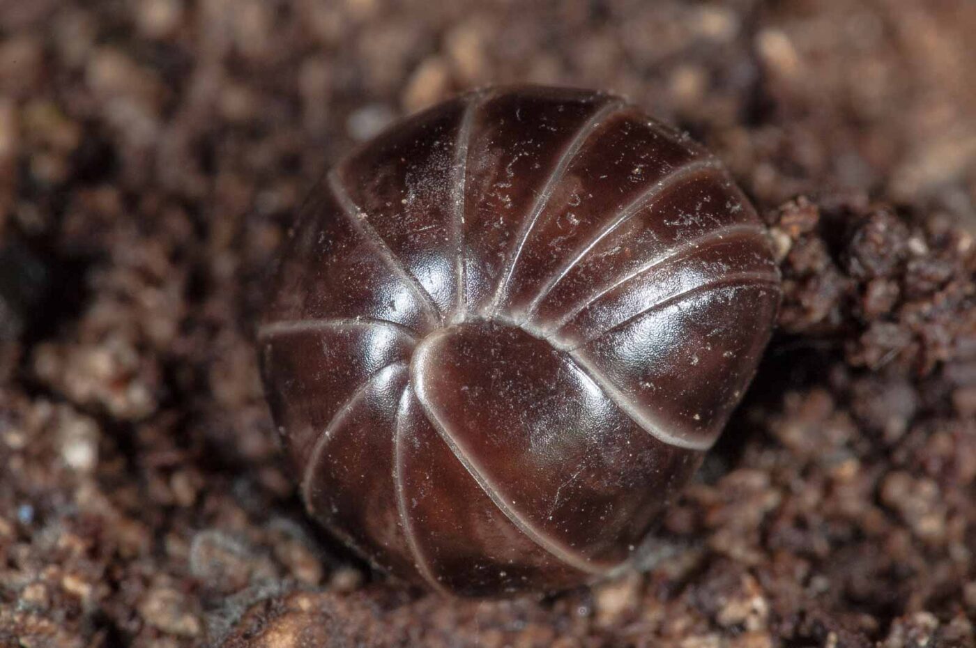 2018-11-06 - NSG Brandheide Recklinghausen