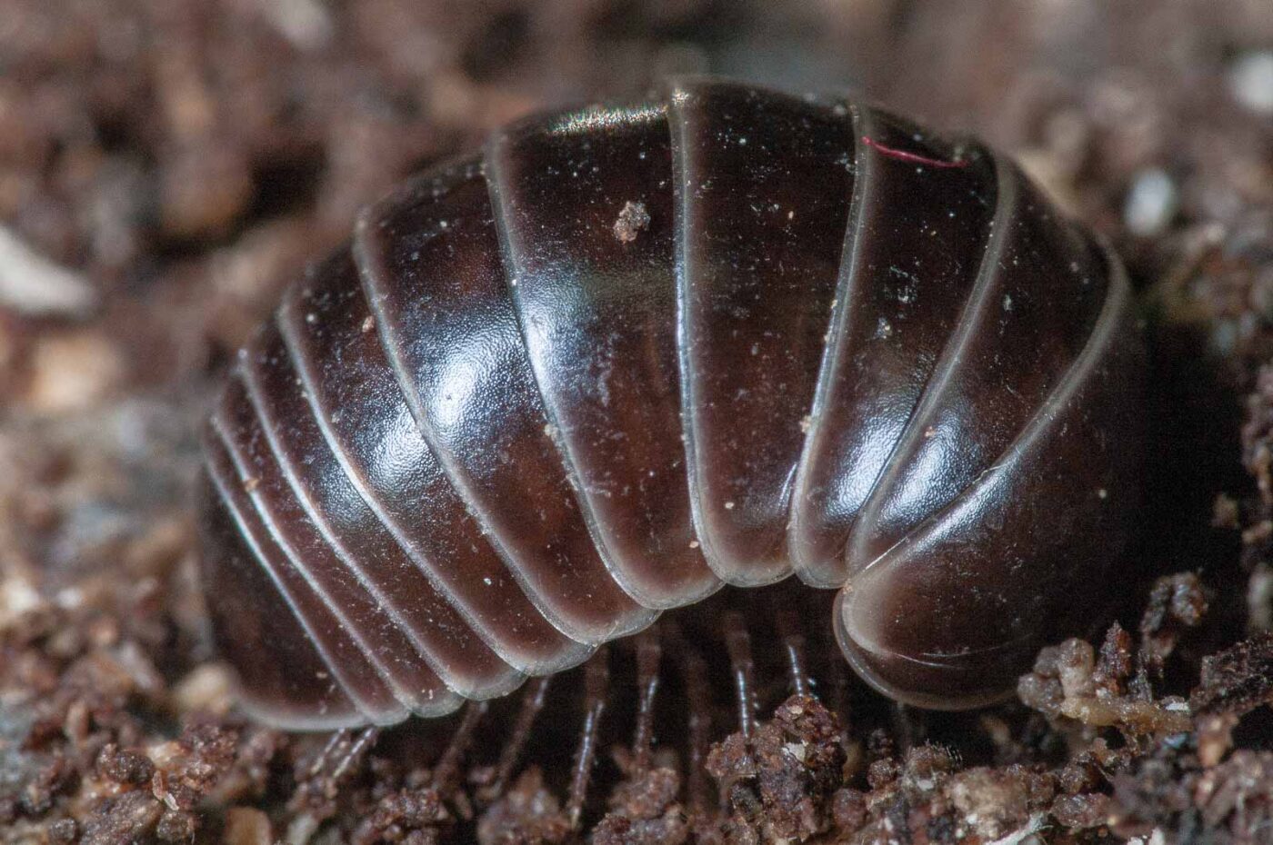 2018-11-06 - NSG Brandheide Recklinghausen