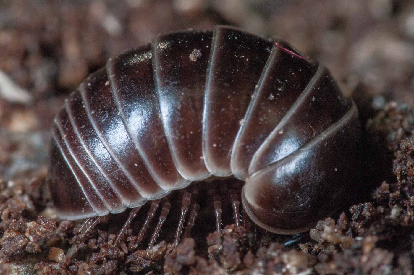 2018-11-06 - NSG Brandheide Recklinghausen