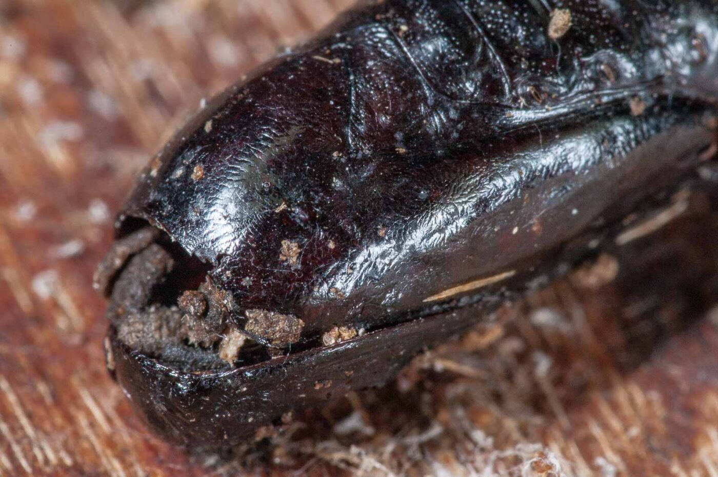 2018-11-06 - NSG Brandheide Recklinghausen