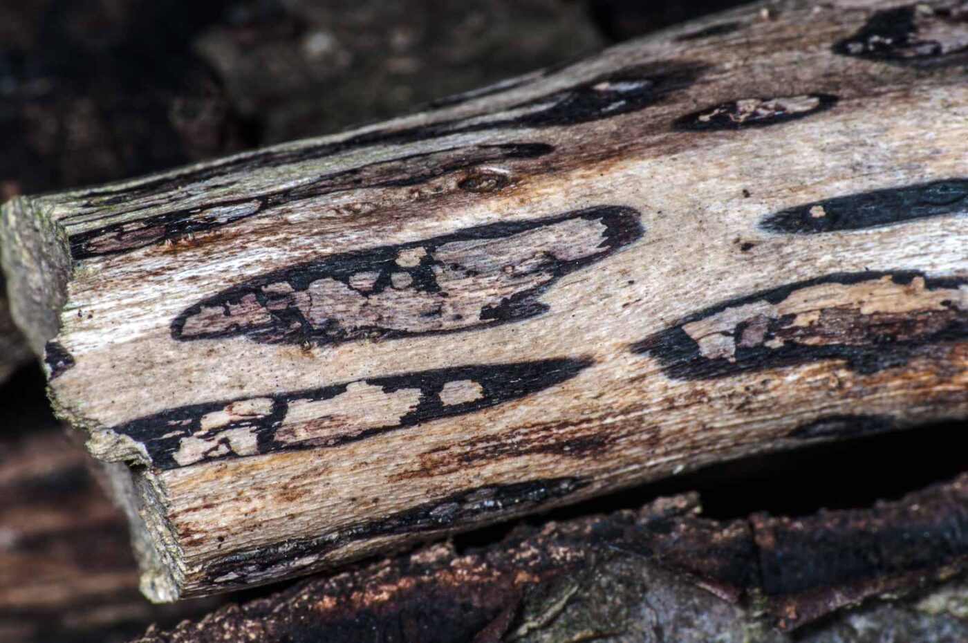 2018-11-06 - NSG Brandheide Recklinghausen