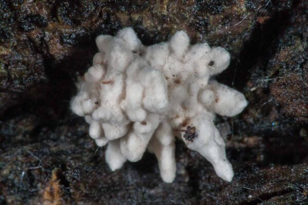 2018-11-06 - NSG Brandheide Recklinghausen