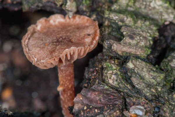 2018-11-06 - NSG Brandheide Recklinghausen