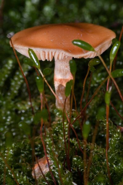 2018-11-06 - NSG Brandheide Recklinghausen