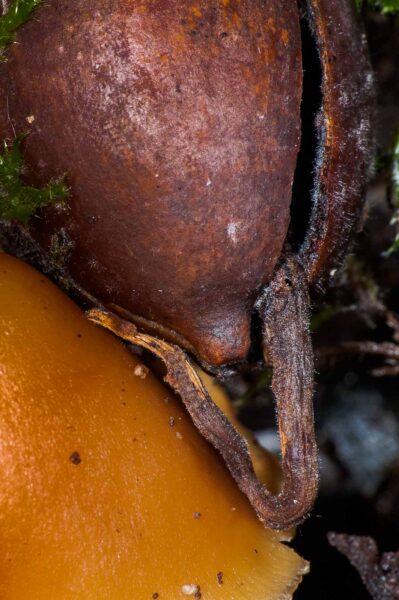 2018-11-06 - NSG Brandheide Recklinghausen