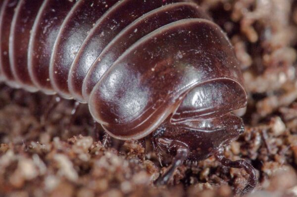 2018-11-06 - NSG Brandheide Recklinghausen