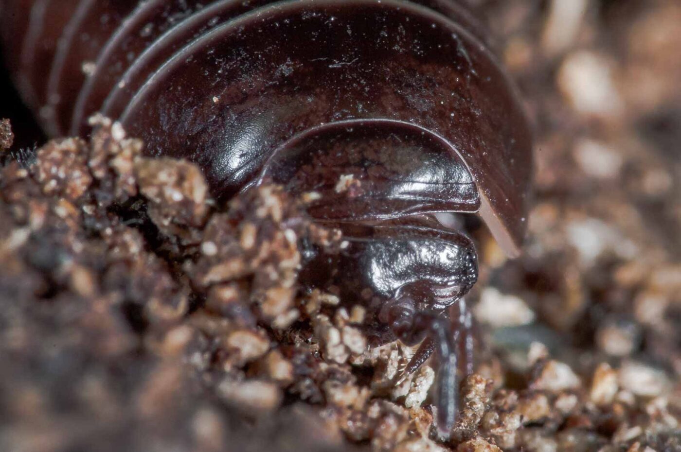 2018-11-06 - NSG Brandheide Recklinghausen