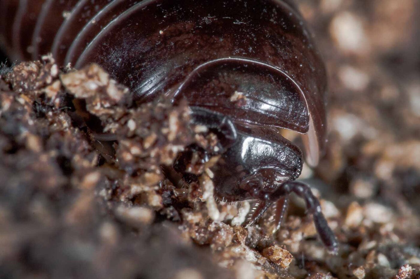 2018-11-06 - NSG Brandheide Recklinghausen