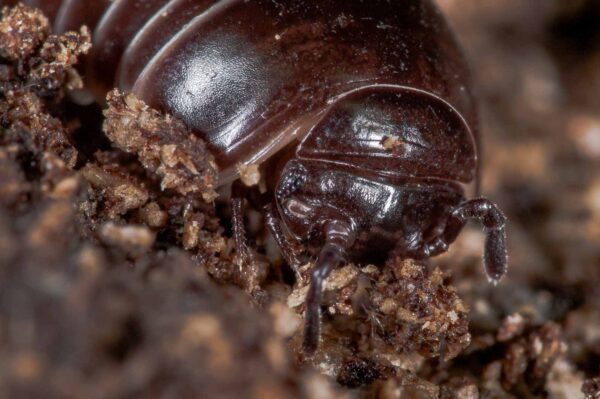 2018-11-06 - NSG Brandheide Recklinghausen