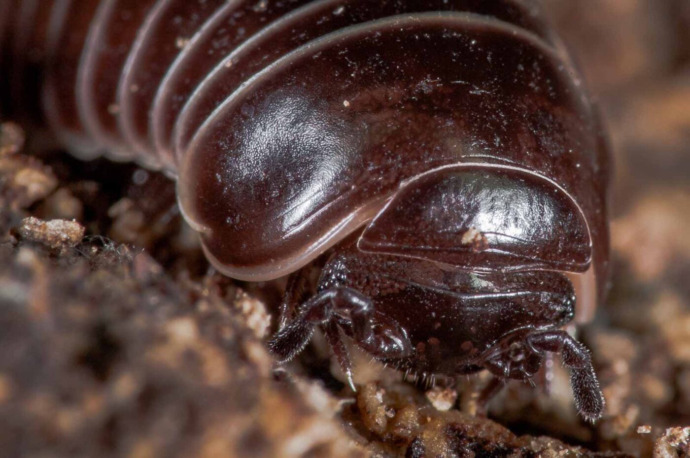 2018-11-06 - NSG Brandheide Recklinghausen