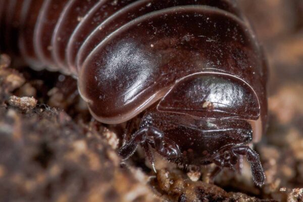 2018-11-06 - NSG Brandheide Recklinghausen