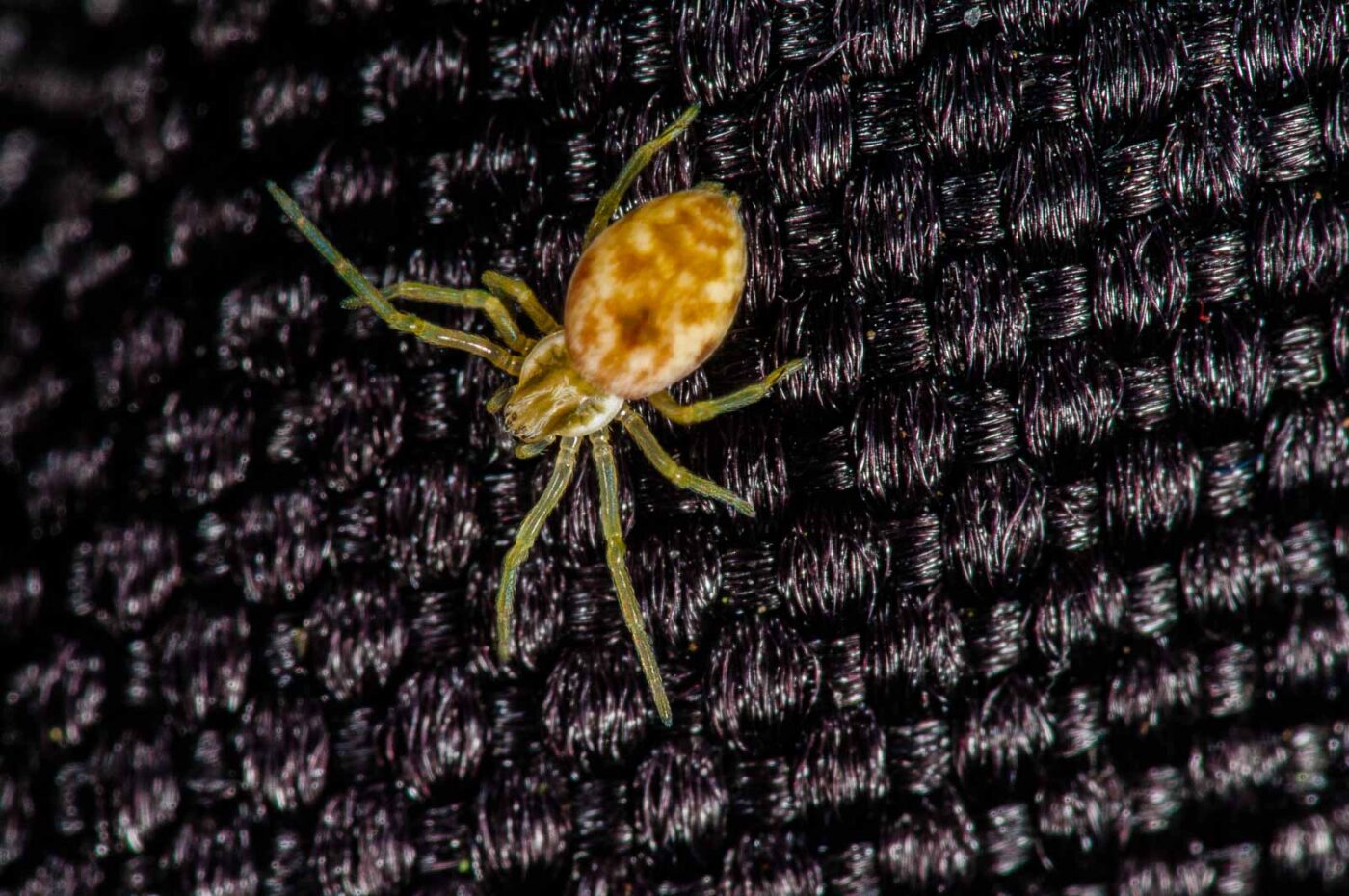 2018-11-06 - NSG Brandheide Recklinghausen