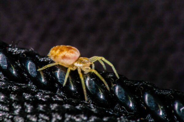 2018-11-06 - NSG Brandheide Recklinghausen