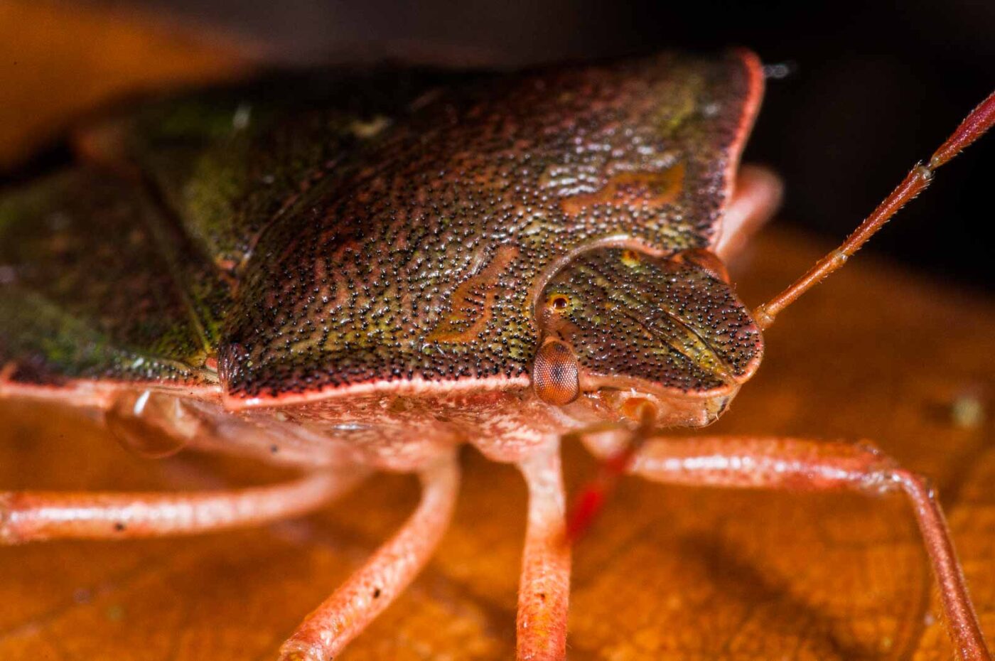 2018-11-06 - NSG Brandheide Recklinghausen